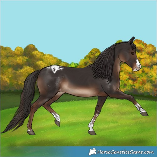 Horse Color:Liver Chestnut Sabino Splash Appaloosa Rabicano 