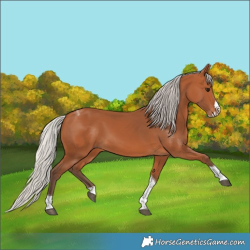 Horse Color:Silver Bay Splash Tobiano 
