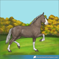 Horse Color:Silver Black Splash 