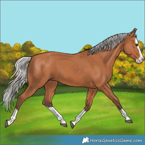 Horse Color:Silver Bay Splash 