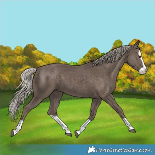 Horse Color:Silver Black Splash 