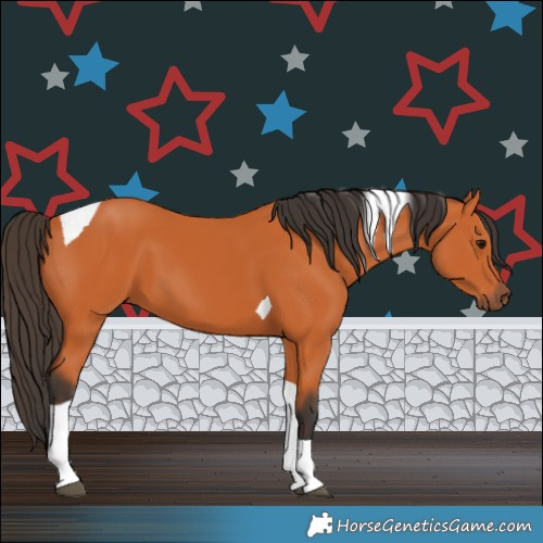 Horse Color:Bay Tobiano 