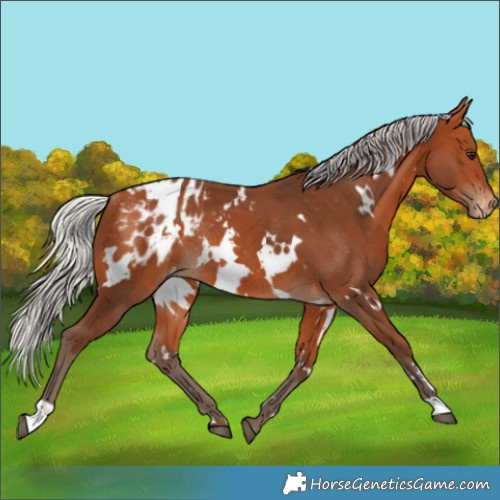 Horse Color:White Spotted Silver Bay Blanket Rabicano 