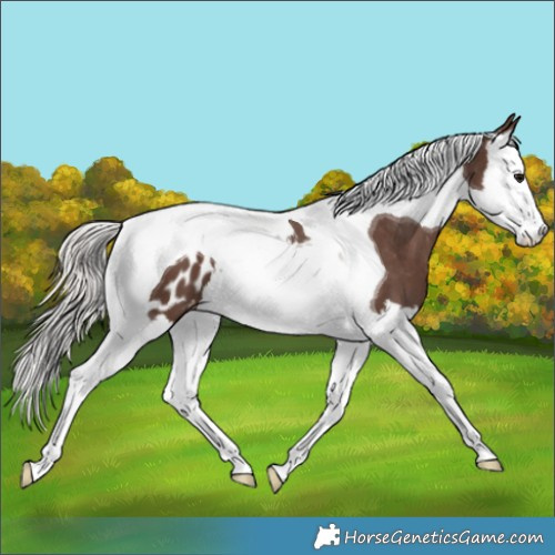 Horse Color:Silver Black Splash Tobiano Blanket 