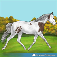 Horse Color:Silver Black Splash Tobiano Appaloosa 