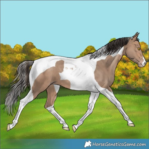 Horse Color:Sable Champagne Tobiano