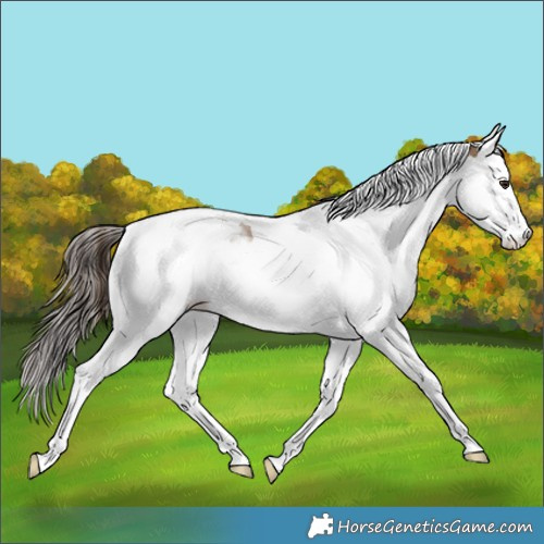 Horse Color:Classic Champagne Splash Tobiano 