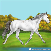 Horse Color:Classic Champagne Splash Tobiano