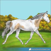 Horse Color:Silver Buckskin Dun Splash Tobiano