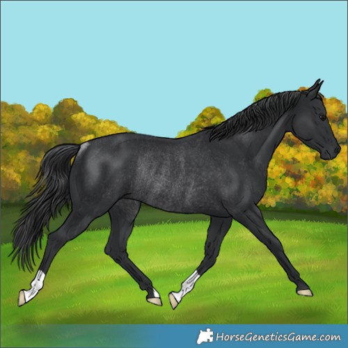 Horse Color:Black Rabicano 