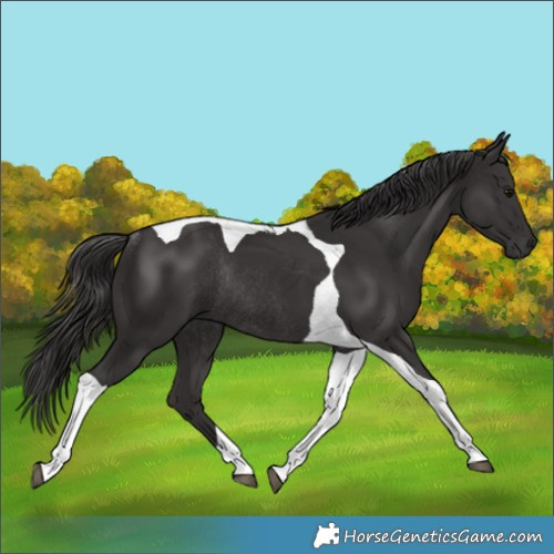 Horse Color:Smoky Black Tobiano Rabicano