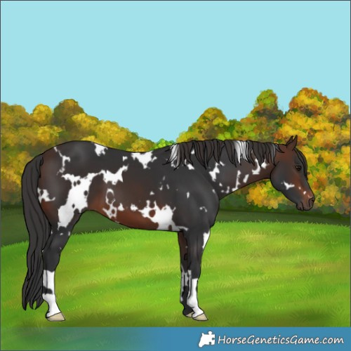 Horse Color:White Spotted Brown