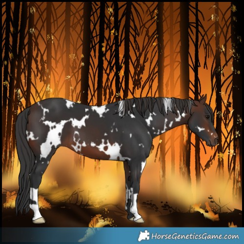 Horse Color:White Spotted Brown 