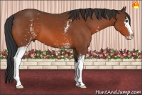 Horse Color:White Spotted Bay Sabino