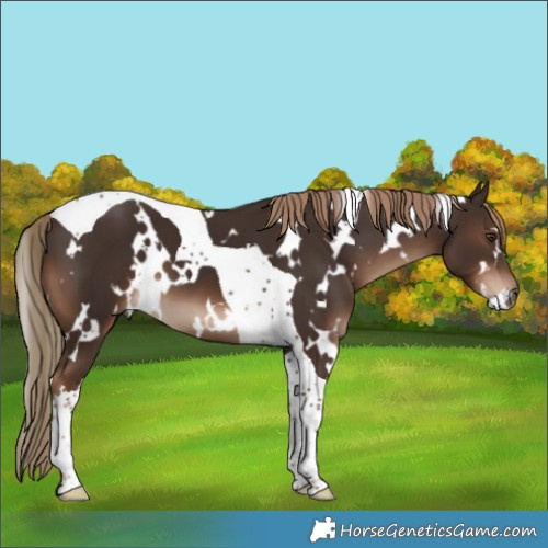 Horse Color:White Spotted Liver Chestnut Tobiano 