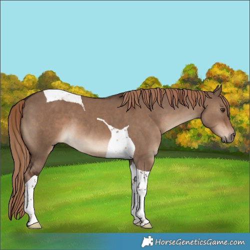 Horse Color:Liver Red Dun Tobiano 