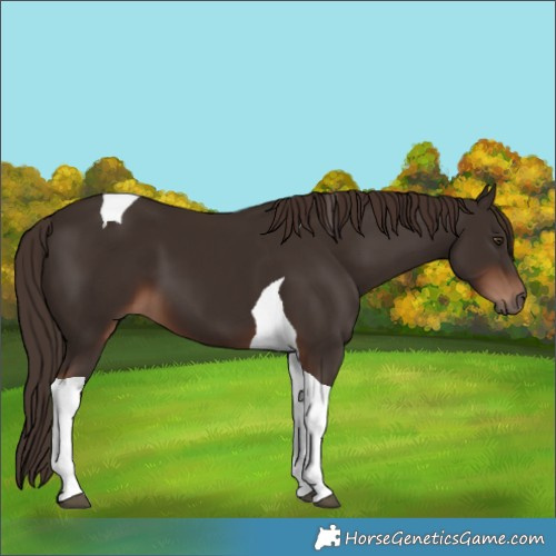Horse Color:Liver Chestnut Tobiano 