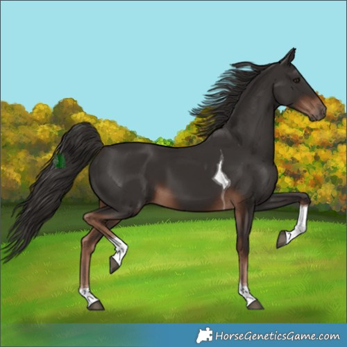 Horse Color:Liver Chestnut Tobiano 