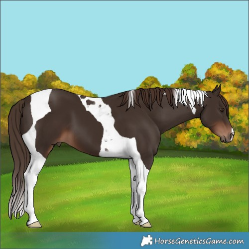 Horse Color:Liver Chestnut Tobiano 