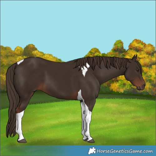 Horse Color:Liver Chestnut Tobiano
