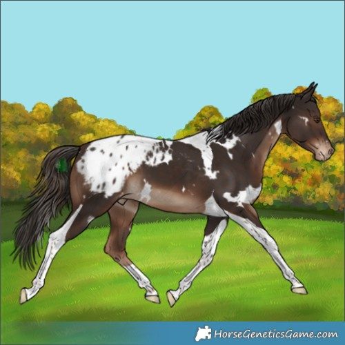 Horse Color:White Spotted Liver Chestnut Tobiano Appaloosa 