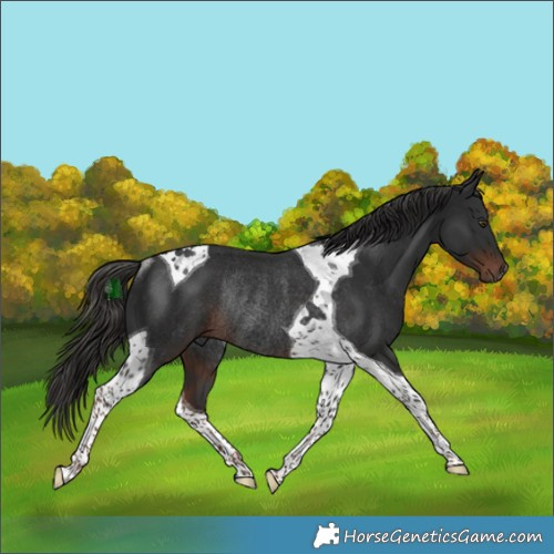 Horse Color:Liver Chestnut Tobiano Rabicano 