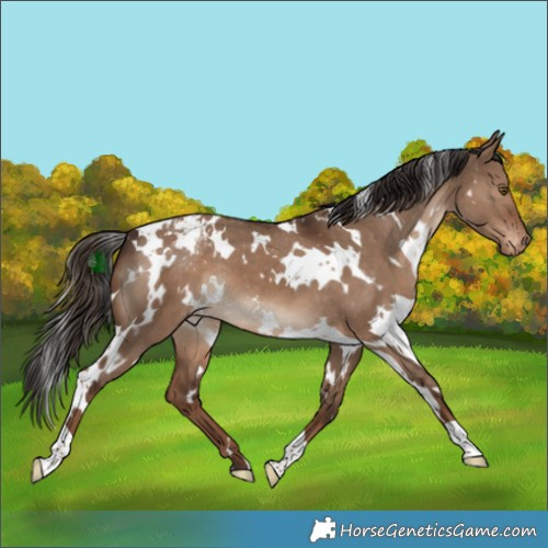 Horse Color:White Spotted Liver Red Dun Appaloosa