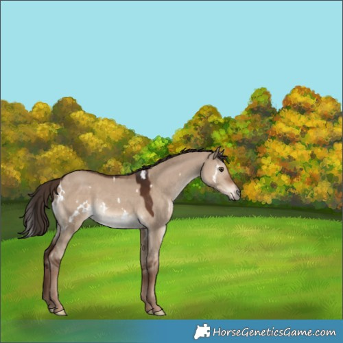 Horse Color:White Spotted Liver Red Dun 