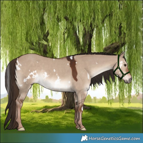 Horse Color:White Spotted Liver Red Dun 