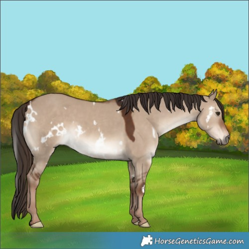 Horse Color:White Spotted Liver Red Dun 