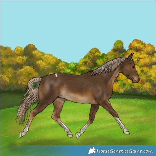 Horse Color:Chocolate Palomino Tobiano Rabicano 