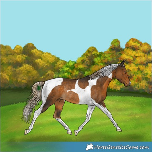 Horse Color:Chocolate Palomino Tobiano Rabicano 