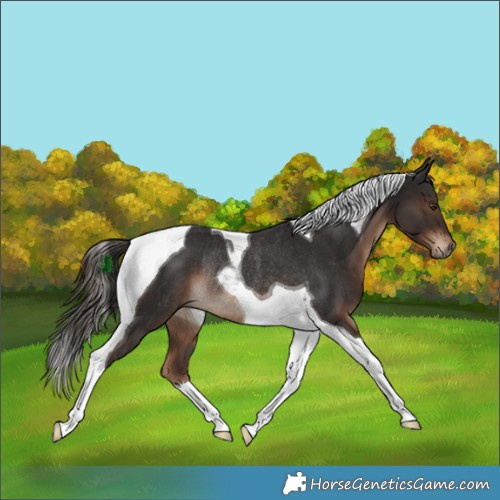 Horse Color:Liver Chestnut Tobiano Rabicano 