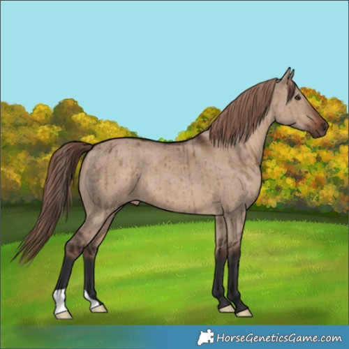 Horse Color:Liver Red Dun Brindle 