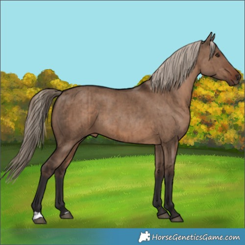 Horse Color:Liver Red Dun Brindle 