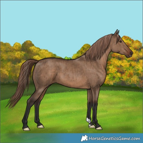 Horse Color:Liver Red Dun Brindle 