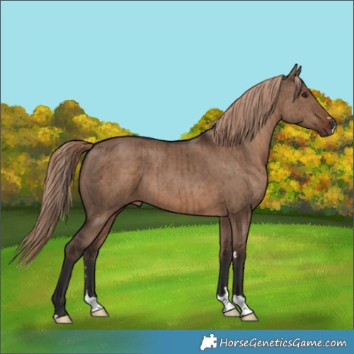 Horse Color:Liver Red Dun Brindle 