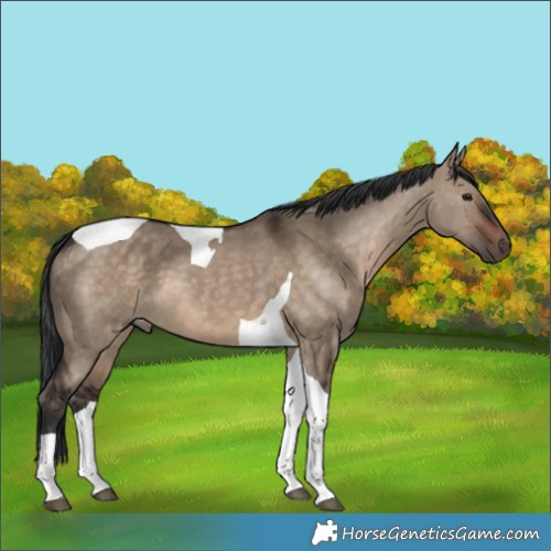 Horse Color:Brown Dun Tobiano 