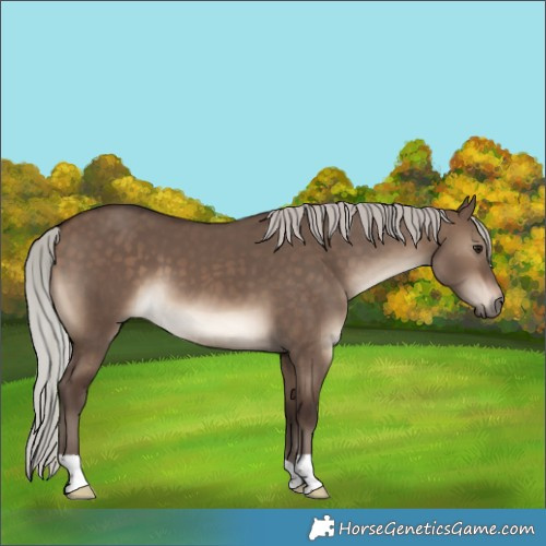 Horse Color:Silver Brown Dun 