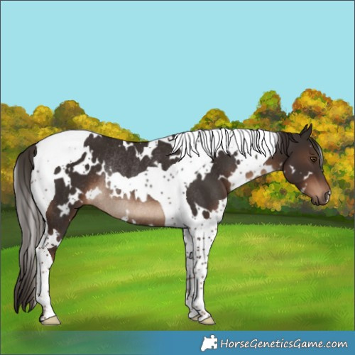 Horse Color:White Spotted Liver Chestnut Tobiano Rabicano