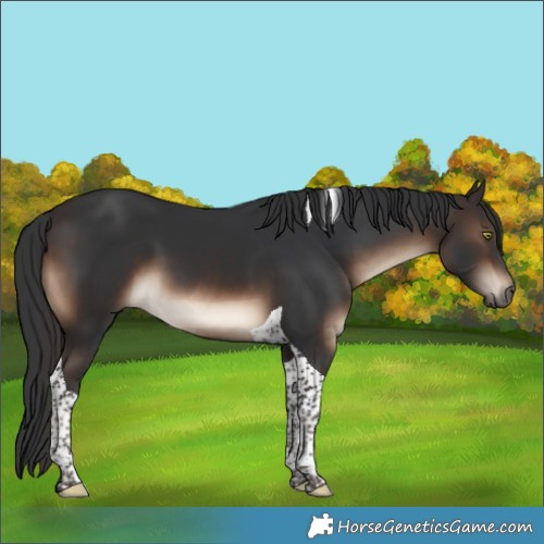 Horse Color:Brown Tobiano 