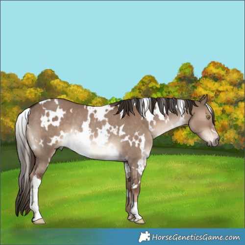 Horse Color:White Spotted Liver Red Dun Rabicano 