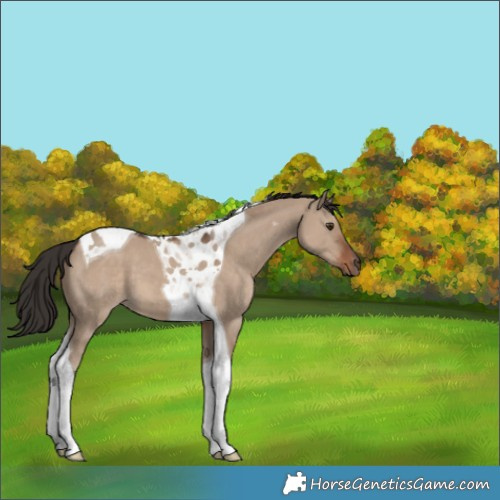 Horse Color:Liver Red Dun Tobiano