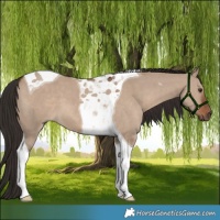 Horse Color:Liver Red Dun Tobiano 