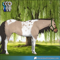 Horse Color:Liver Red Dun Tobiano