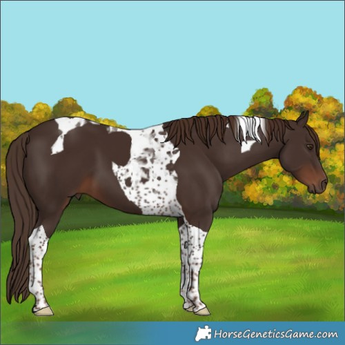 Horse Color:Liver Chestnut Tobiano 