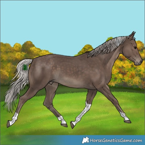 Horse Color:Silver Black Tobiano 