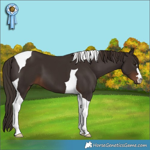 Horse Color:Liver Chestnut Tobiano 