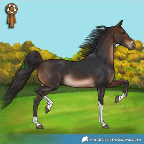 Horse Color:Brown Tobiano