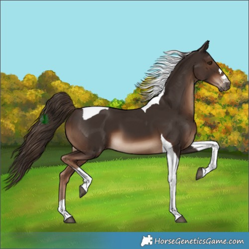 Horse Color:Liver Chestnut Tobiano 